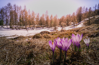 frühling